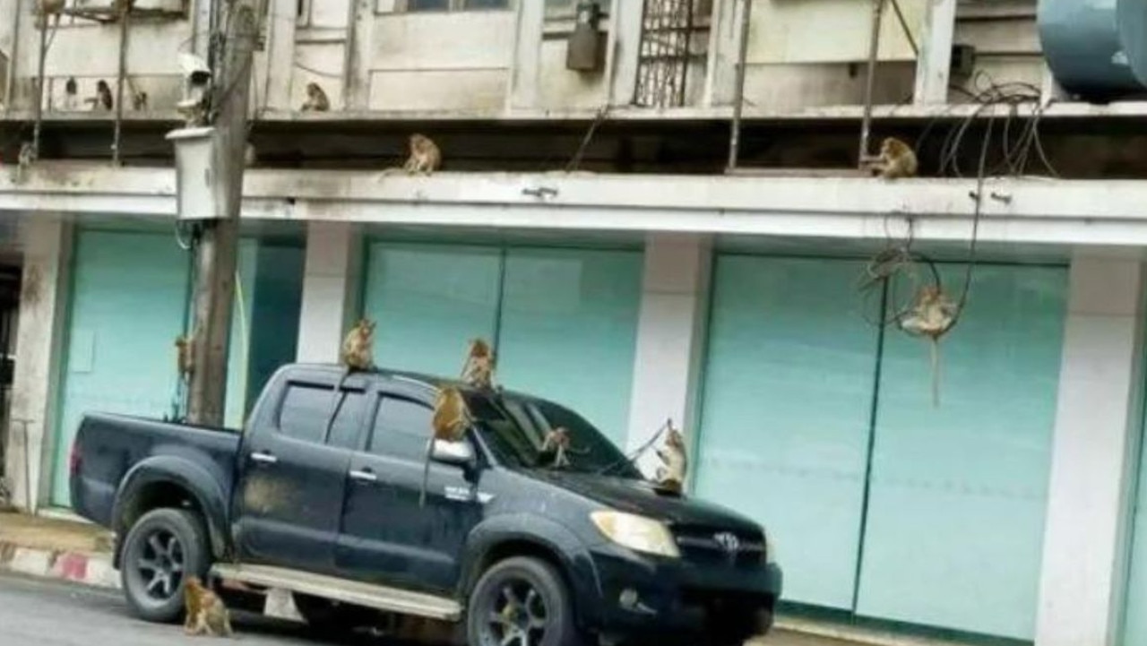 There have even been cases of the monkeys robbing cars. Picture: Supplied