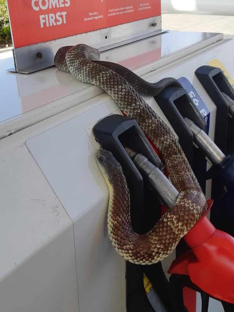 Melbourne resident finds deadly tiger snake in toilet bowl