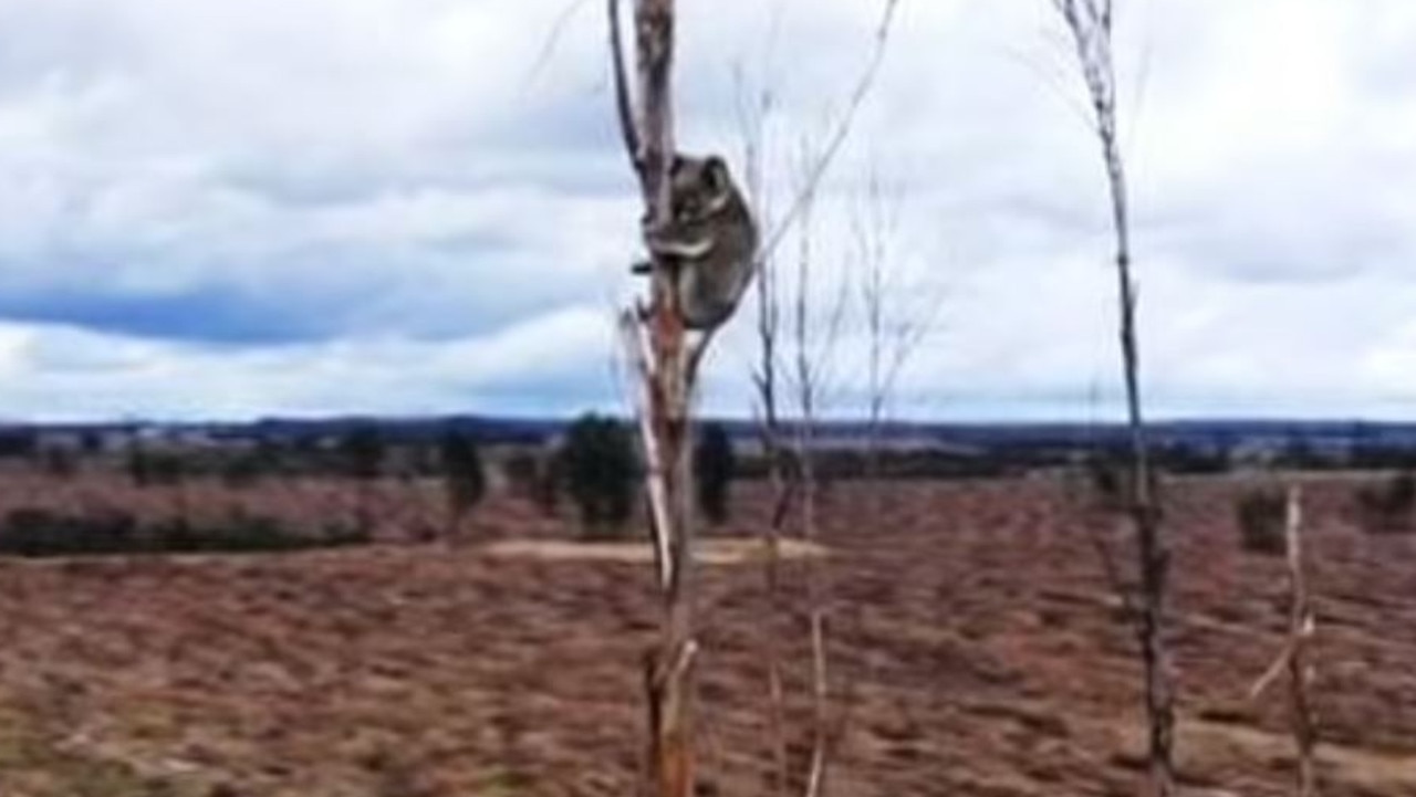 A lone koala clings to a tree in the devastating footage. Picture: 7News