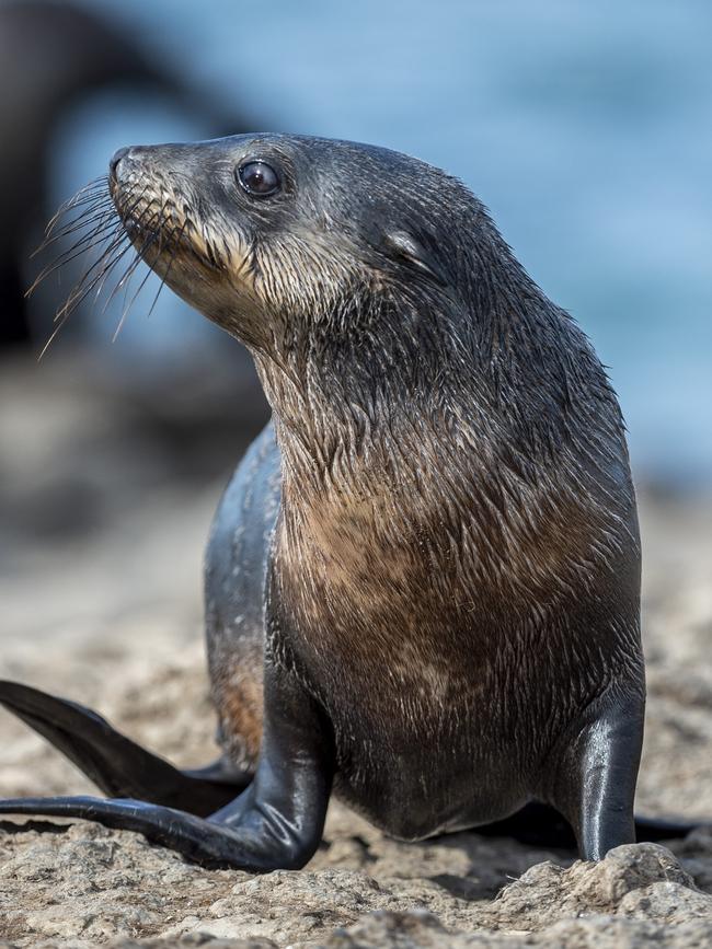 Seal Rocks State Fauna Reserve is a major drawcard. Picture: Jake Nowakowski