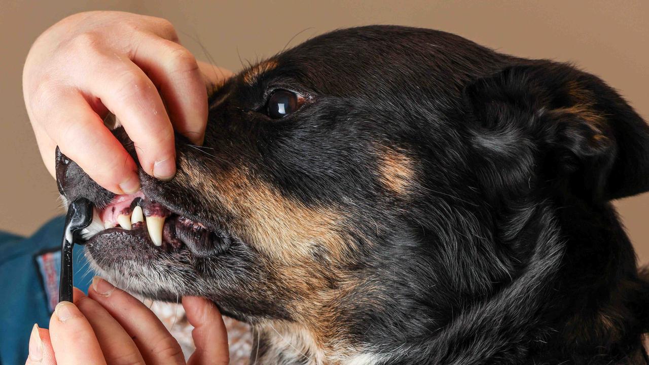 Pet oral hygeine: How to brush and clean dog and cat teeth | Herald Sun