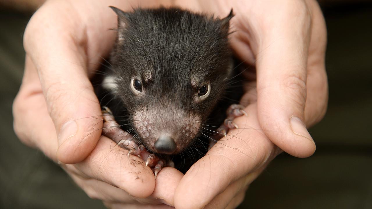 Threatened Species Day promo