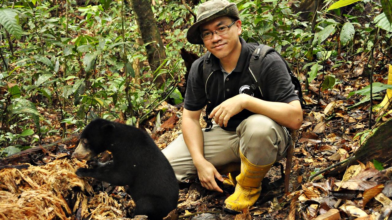 Dr Wong Siew Te with a sun bear.