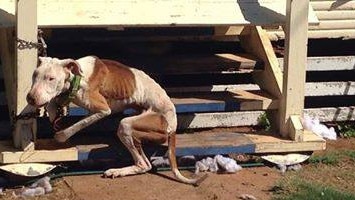 The photo of this dog, said to taken in Chinchilla this week, has caused a stir both in the Western Downs and on social media. Picture: Facebook.