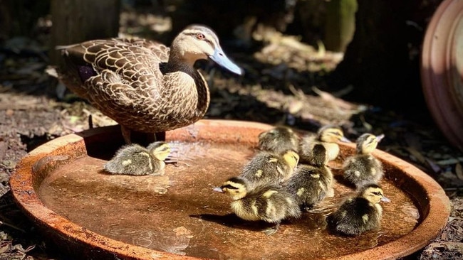 This family of ducks was killed by a cat which broke into an enclosure at Minton Farm. Picture: Bev Langley