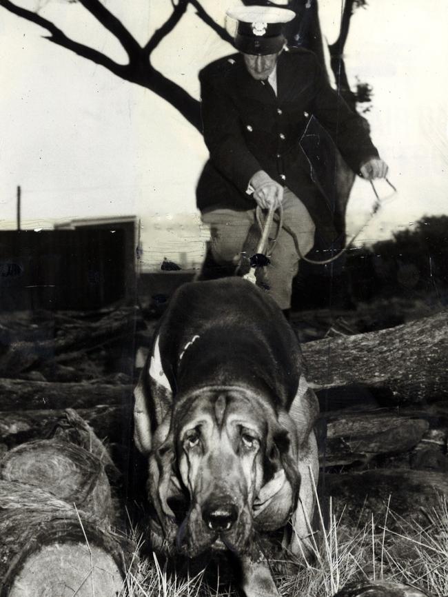 1961: Constable Mummery and "Sherlock", a Woodingdean bloodhound, trailed <i>The Herald </i>photographer Frank Howe to his lair behind a pile of logs. Picture: Frank Howe/File