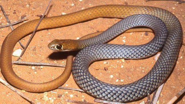 The desert whip snake, which was discovered by Adelaide researchers. Picture: Mark Hutchinson