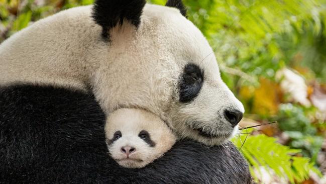 There’s only one thing cuter than a panda in Born in China ... and that’s a baby panda!