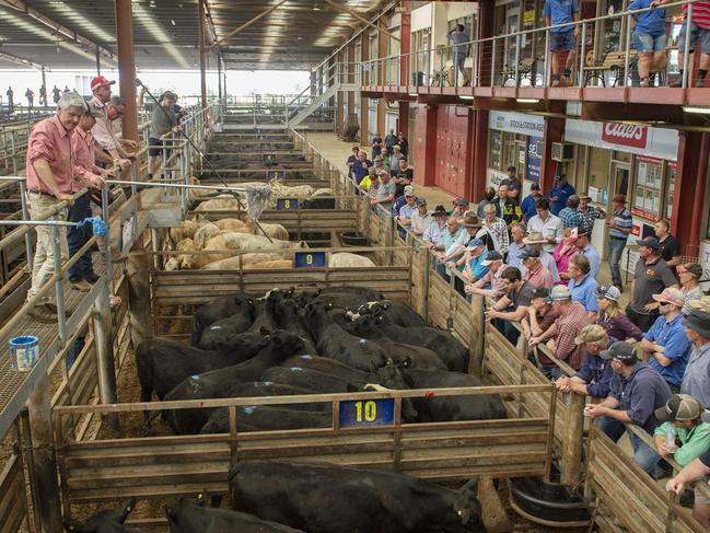 LIVESTOCK: Pakenham cattle sale 10.11.22Pakenham cattle sale 10.11.22PICTURED: Pakenham cattle sale PICTURE: ZOE PHILLIPS