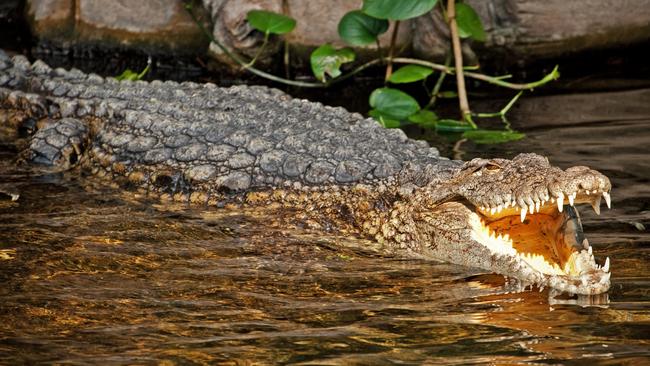 75 crocodiles broke out from their breeding farm. Picture: Getty