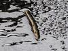 SYDNEY, AUSTRALIA - MARCH 21: A leech slithers along the ground in Windsor on March 21, 2021 in Sydney, Australia. Evacuation warnings are in place for parts of Western Sydney as floodwaters continue to rise. (Photo by Jenny Evans/Getty Images)