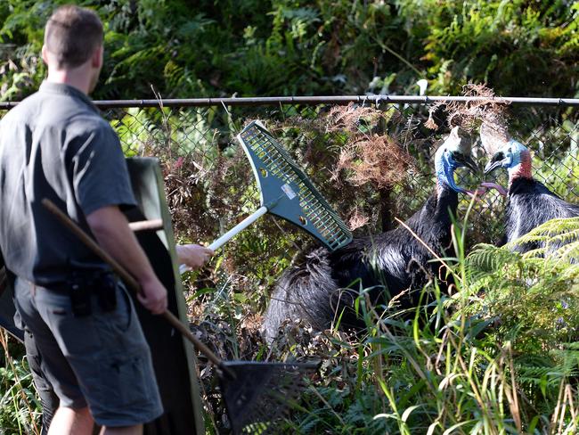 Keepers with riot shields step into cassowary love battle | Daily Telegraph