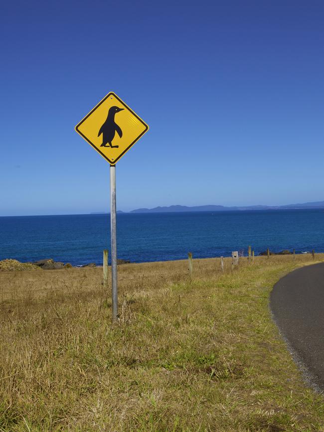 Visitors to Stanley can watch penguins come ashore at dusk. Picture: Adrian Cook/Tourism Tasmania