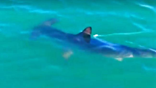 Hammerhead Shark Filmed At Mannering Park In Lake Macquarie Daily