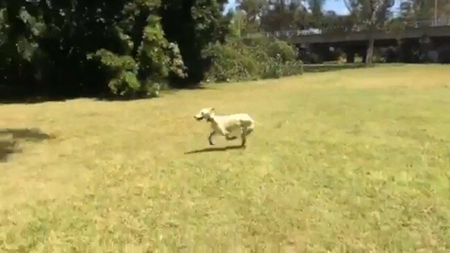 Gracey greyhound running around Eden and Burchill Park, Nerang, Gold Coast