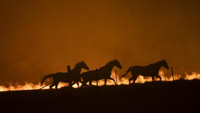 Horses panic as a spot fire runs through a property near Canberra. Picture: Brook Mitchell/Getty Images