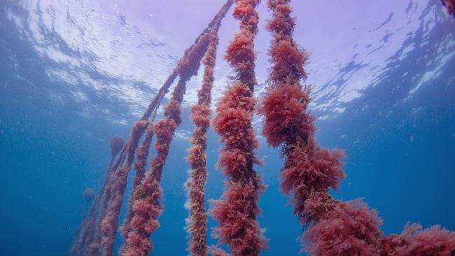 The marine farm at Sea Forest cultivates native asparagopsis seaweed on the largest marine lease in the Southern Hemisphere. Picture: Stu Gibson