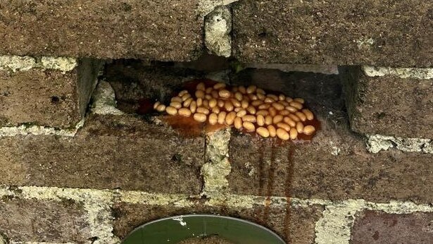 Ms Khursigara found baked beans pouring out of her letterbox. Picture: Supplied / Channel 7