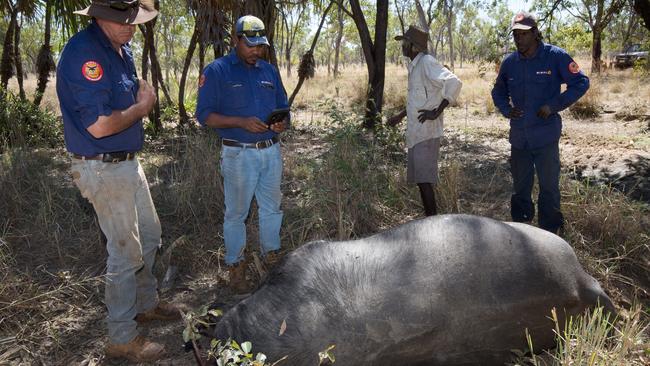 Mimal Rangers around a beheaded buffalo. Picture: Mimal.