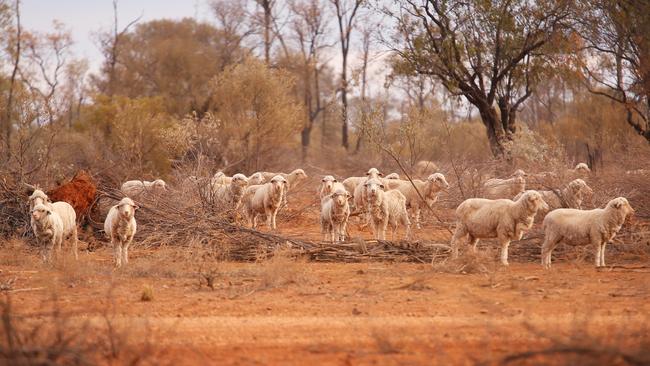 **** WARNING **** STRICT EMBARGO UNTIL JULY 1ST - MUST SPEAK TO JEFF DARMANIN BEFORE PUBLISHING - SUNDAY TELEGRAPH - Images of drought ravaged north west NSW as the area battles through one of the worst dry spells in history. Sheep on the farm of James Foster, 90km West of Walgett pictured eating anything they can find on the side of the dirt road.  Pic, Sam Ruttyn