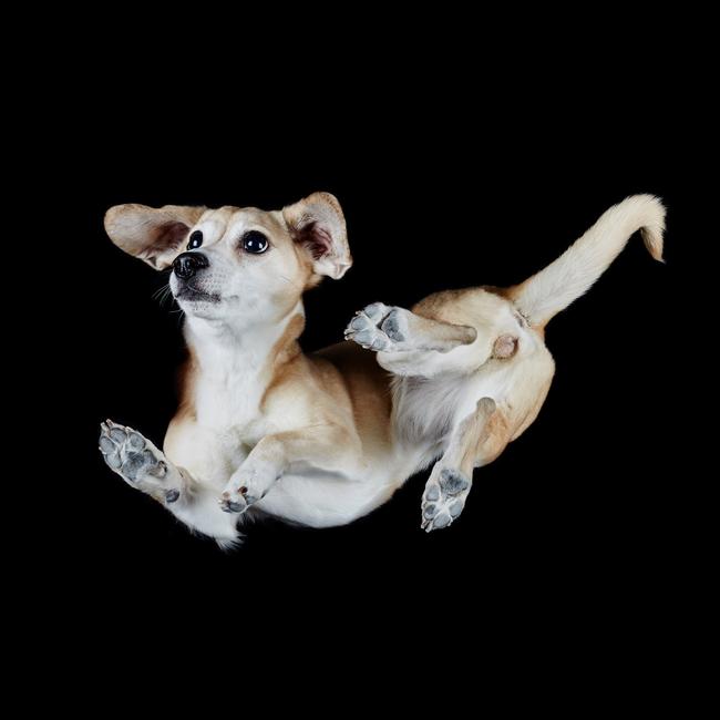 MUST NOT PUBLISH BEFORE SUNDAY OCTOBER 8TH GROUP PRINT AND WEB RIGHTS MUST CREDIT: ANDRIUS BURBA/SOLENT Pictured: One of Andrius' photo of one of the dogs. An unusual photoshoot involving strangers dogs captured the canine pets from a rather peculiar angle. The pictures, taken from underneath the dogs, show another side of man's best friend. The subjects range from a Thai Ridgeback to a White Shepherd, including breeds like Saluki, Basenji, Pomeranian and many others. Professional photographer Andrius Burba, 25, from Vilnius, Lithuania, spent over two years bringing the collection together. SEE OUR COPY FOR DETAILS. Please byline: Andrius Burba Studio/Solent News © Andrius Burba Studio/Solent News & Photo Agency UK +44 (0) 2380 458800