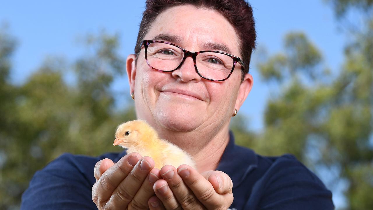 Backyard chickens a hot commodity in NQ after commercial businesses