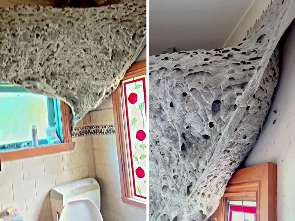 A massive wasp nest has been discovered inside a Melbourne home, which a pest control expert says could have been ‘deadly’. Picture: Tiktok/@DAPPestControl