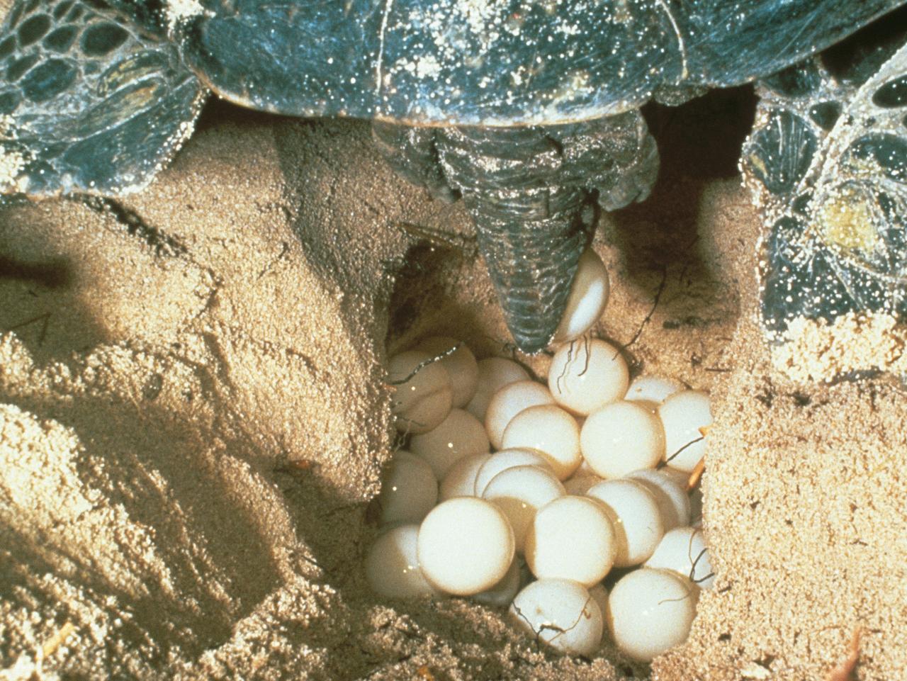 A loggerhead turtle laying eggs. 