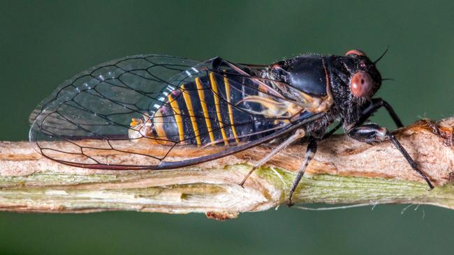 Cicada’s in Sydney | Daily Telegraph