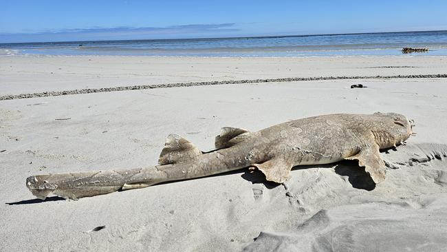 A dead Wobbegong shark at Eight Mile Creek Beach: Picture: Facebook