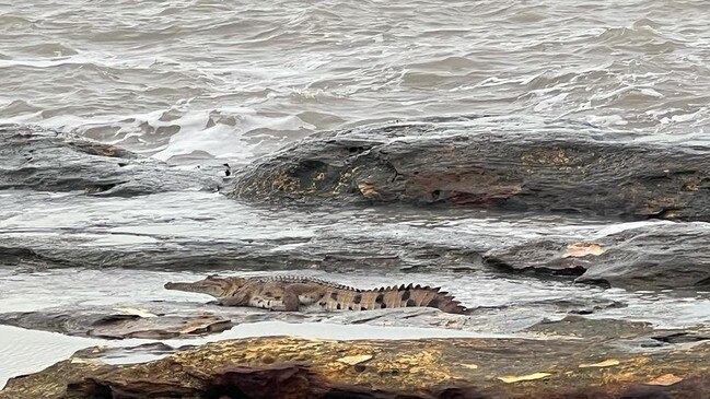 The Freshwater crocodile spotted near Nightcliff Jetty. Picture: Supplied.