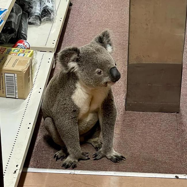 Orchid Callum inside the Shelley Beach Store. Pic supplied