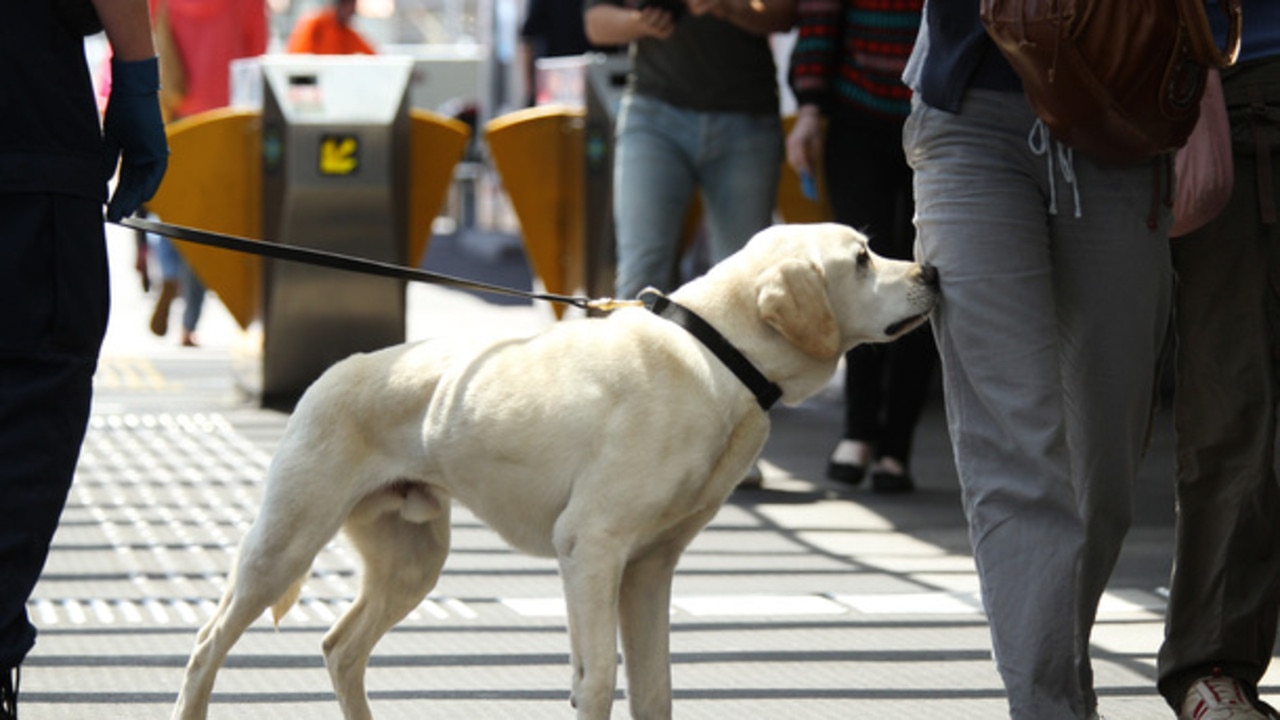 Drug dogs in schools: Premier Steven Marshall affirms campaign pledge ...