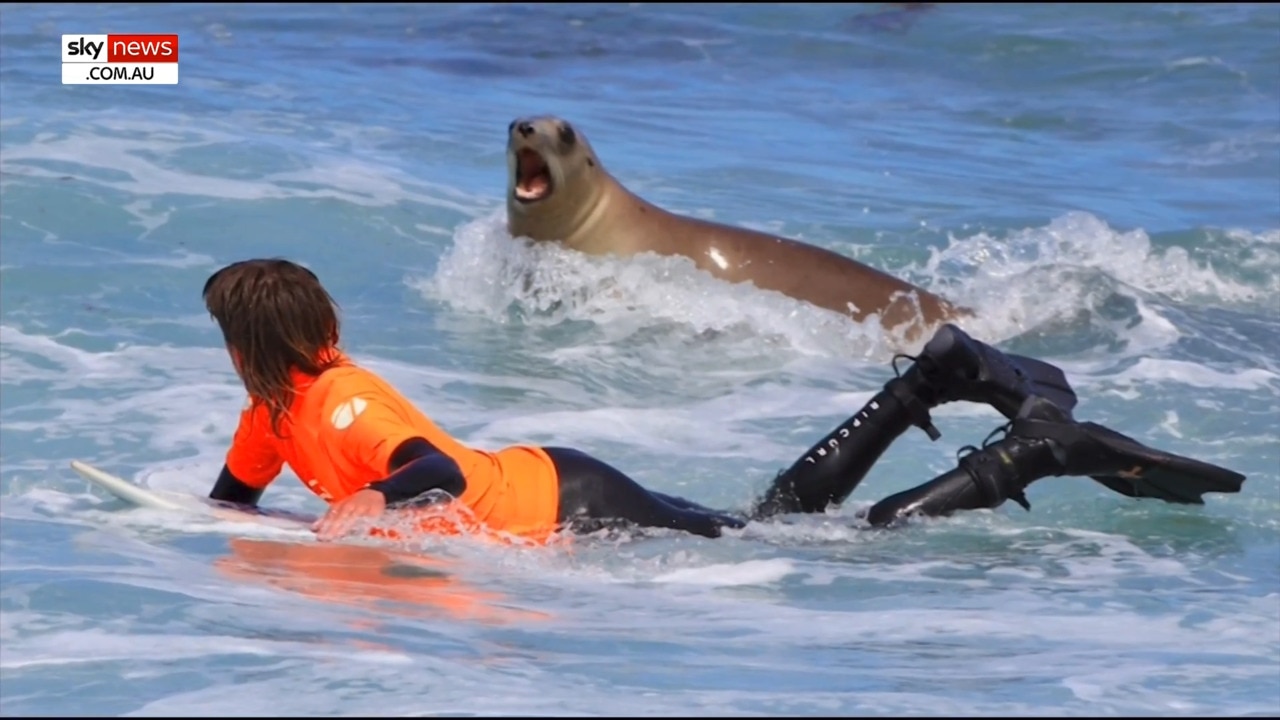 Sea lion crashes New Zealand national surf competition