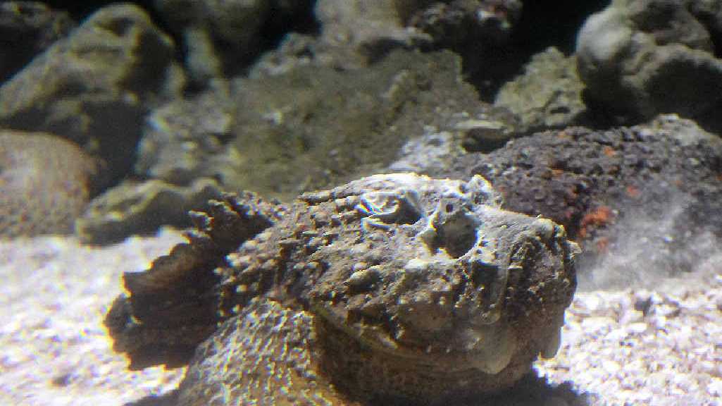 stonefish sting effects
