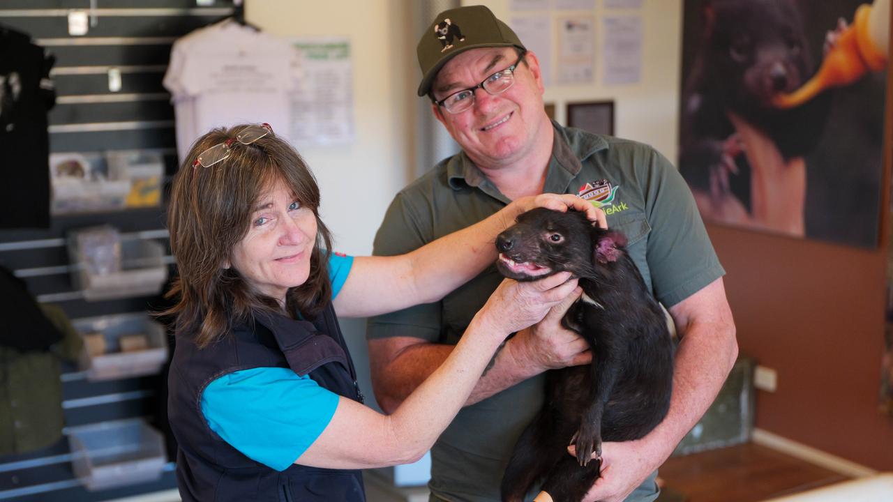 A sedated Tasmanian devil is checked by Dr Robin Crisman and Aussie Ark operations manager Dean Reid. Picture: Aussie Ark