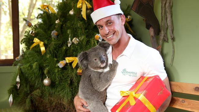 Featherdale Wildlife Park koala Archer’s Christmas treat | Daily Telegraph