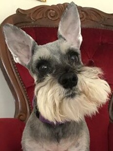 15-years-old Miss Mardi Schnauzerdog looks as wise as she is beautiful! Submitted by Nicole Broadfoot-Setschnjak.