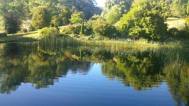 Hillandale Garden. Picture: Sarah Ryan