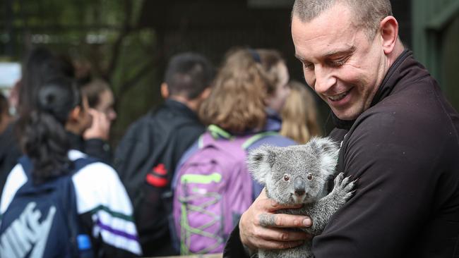 Featherdale’s Chad Staples says captive-bred koalas like Bungarribee Gabbie could be the key to saving wild koala populations from extinction. Picture: Carmela Roche