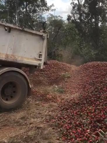 Mountains of fresh strawberries are going to waste. Picture: Stephanie Chheang