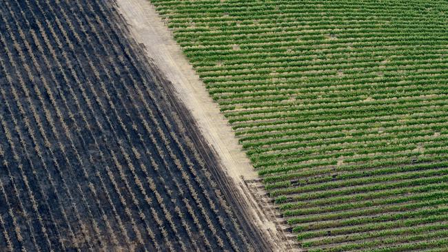 A fire-ravaged vineyard near Charleston, Adelaide Hills. Picture: Naomi Jellicoe