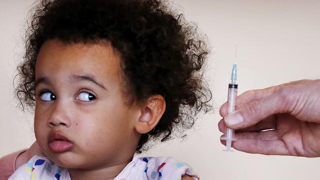 Stella 3, gets set for her flu jab. Picture: David Caird