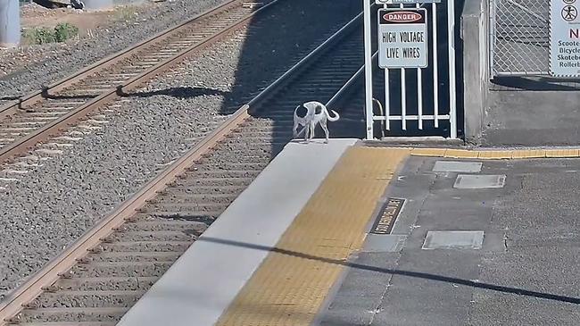 Snoopy makes his way onto the train tracks. Photo: Queensland Rail