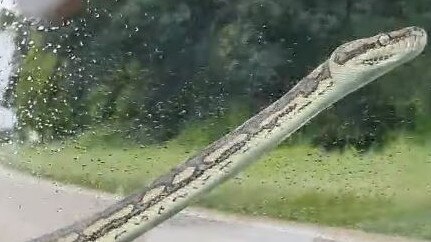 The snake heads up the windscreen.