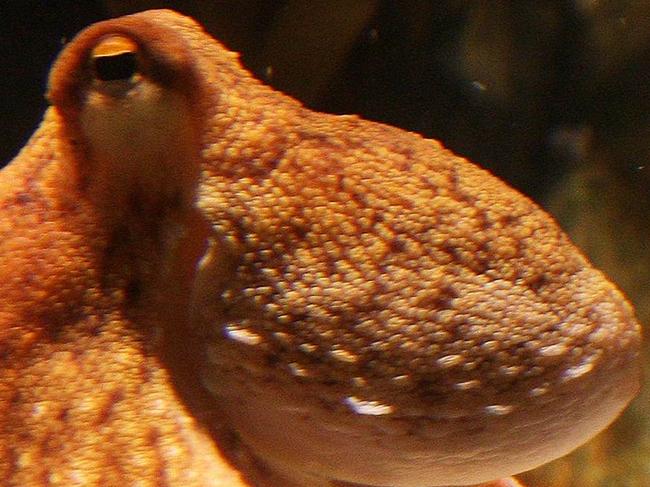 An octopus named Paul sits on a box with decorated with a Spanish flag and a shell inside on July 6, 2010 at the Sea Life aquarium in Oberhausen, western Germany. Paul's task is to decide in favour of one of the shells hidden in boxes with the flags of Germany (L) and Spain to act thus as oracle for the upcoming semi-final match of the FIFA Football World Cup between the two countries on July 7, 2010 in Durban, South Africa. Paul, who had predicted well the result of five matches earlier in the tournament, this time decided for Spain. AFP PHOTO/PATRIK STOLLARZ