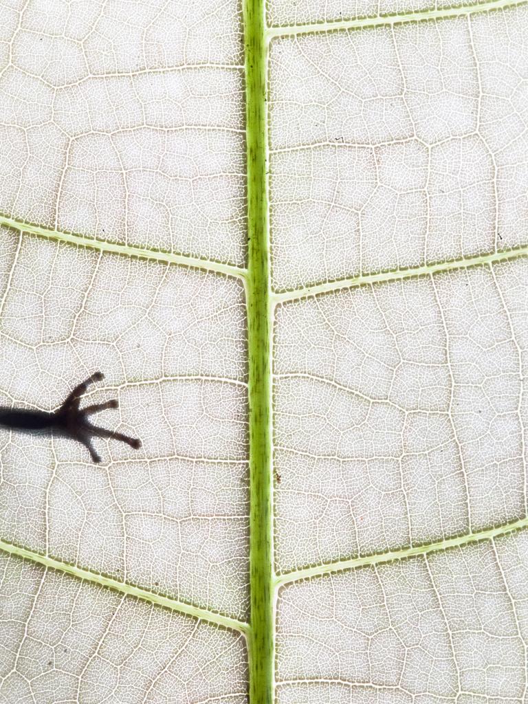 GDT Nature Photographer of the Year 2016 1st place/Category Atelier Nature: Alejandro Prieto (Mexico)