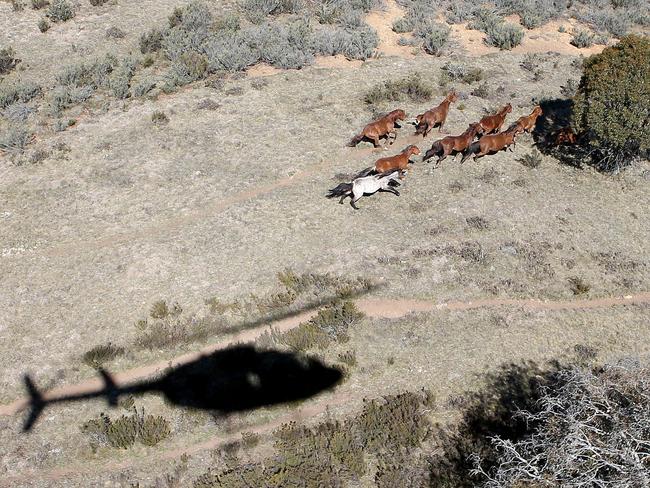 Wild brumbies are spotted from a helicopter above the Kosciuszko National Park. Picture: Stephen Cooper