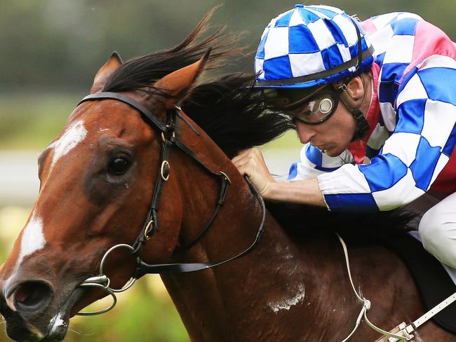 Fell Swoop heads to Queensland in top form after his T.J Smith placing. Picture: Mark Evans