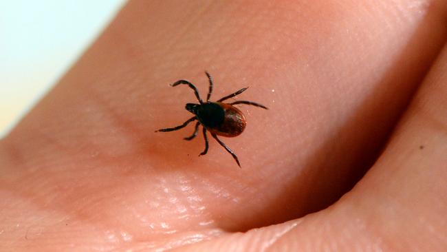 This is a tick. Picture: AFP Photo/Bertrand Guay